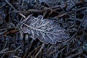 Phil Harbord - Frosty Leaf